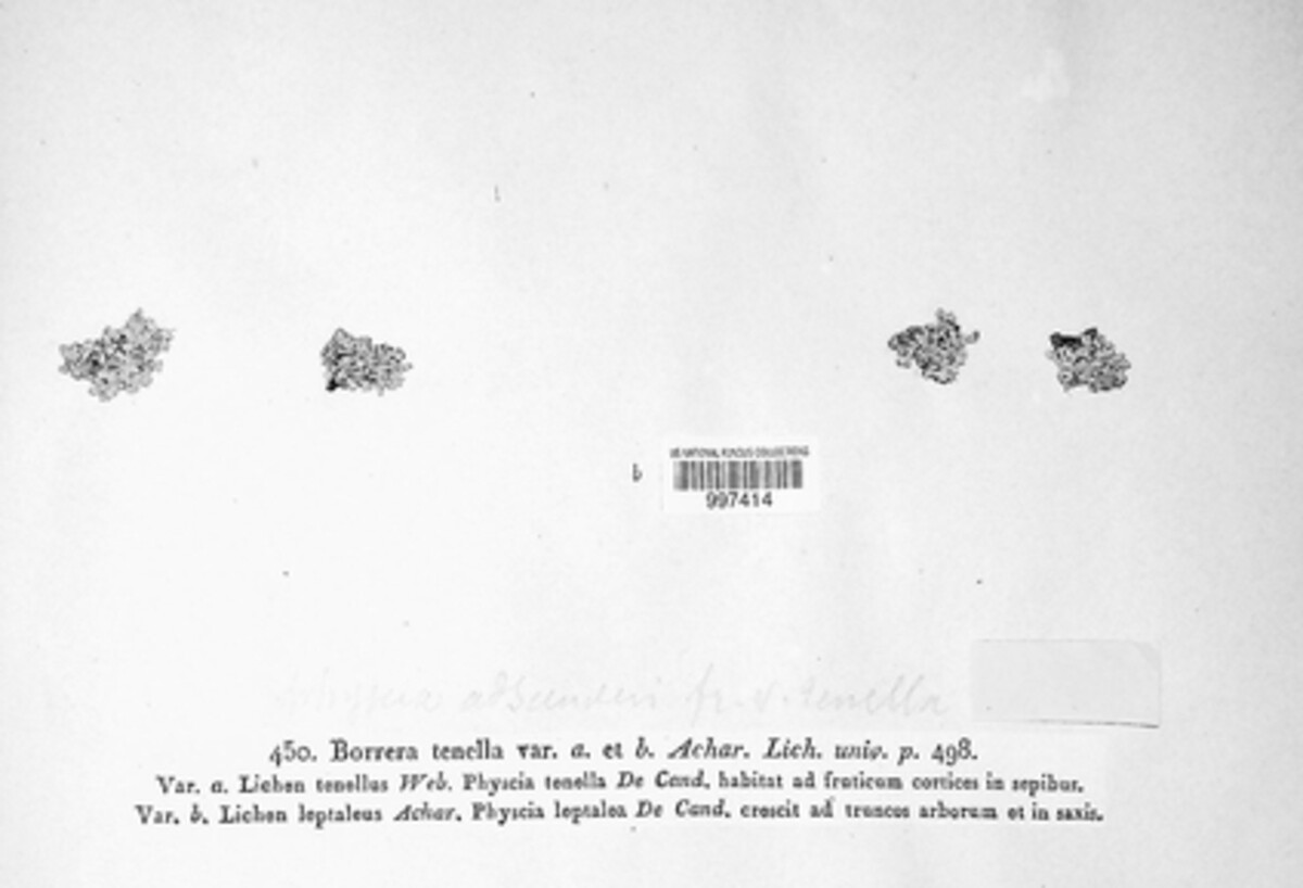 Borrera tenella image